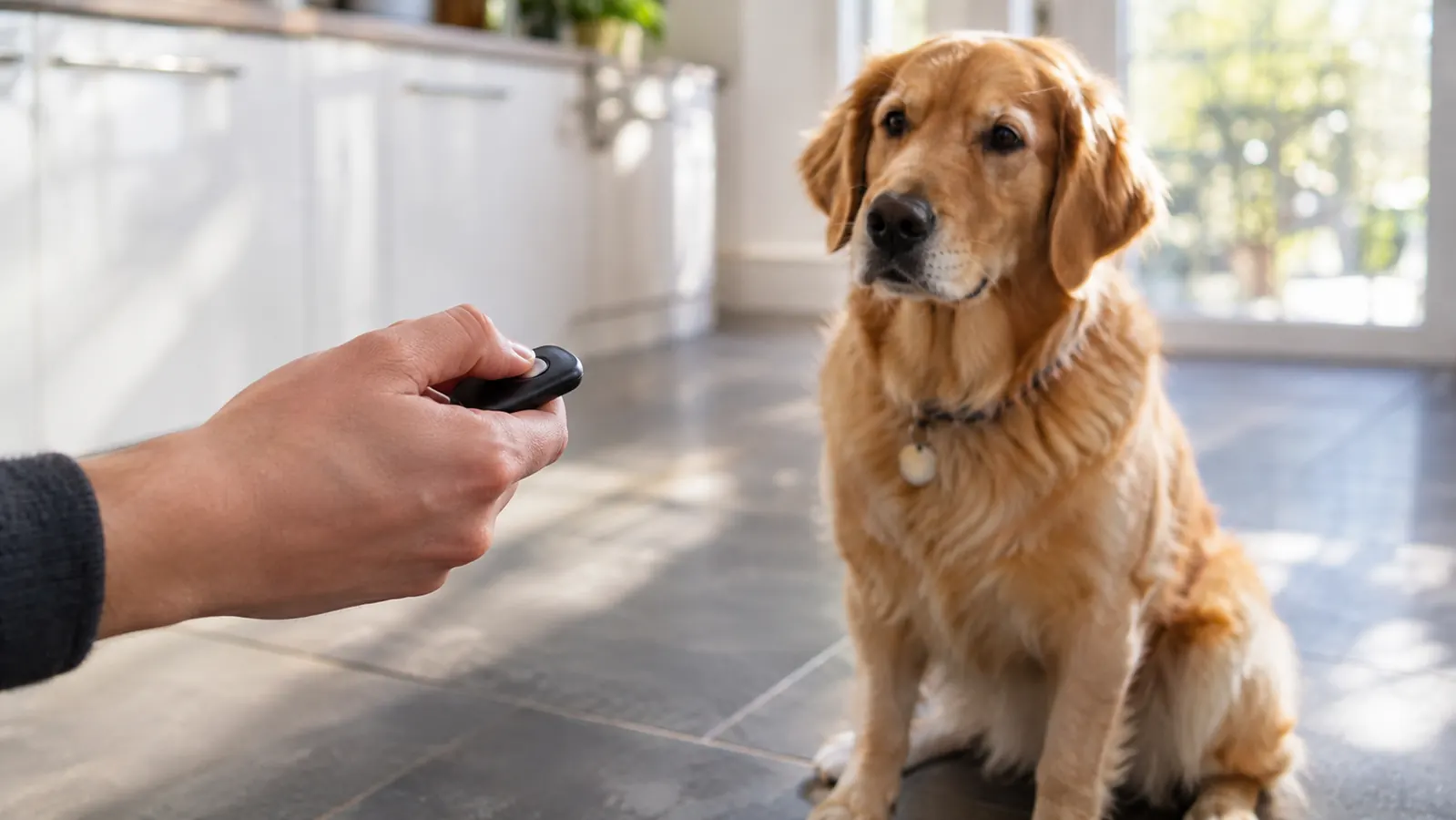 HoAoOo Dog Clicker Review: Months of Daily Use With a 26 lb Beagle Mix